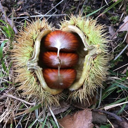 Bed & Breakfast Latordicella 3*